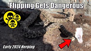 Upset Rattler Strikes  Early 2024 Flipping and Hiking For Snakes [upl. by Eula]