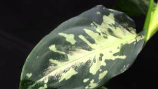 Aglaonema pictum HierophantGreen Sumatra baratアグラオネマ ピクタム‘法皇緑’ [upl. by Camden]