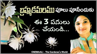 Tips for Brahma Kamal bloom  బ్రహ్మకమలం పువ్వులు Get brahmaKamal flowers ONEMAALI TIPS flowers [upl. by Demitria]