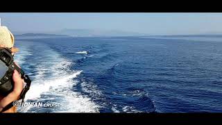 Amazing dolphin video from Ionian Cruises cruise ship [upl. by Steiner234]