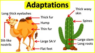 Adaptations 🐫🌵 Behavioural Physiological amp structural adaptations  Learn with examples [upl. by Saylor]