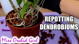 Repotting outdoor Dendrobium Orchids  Cutting old canes [upl. by Ihteerp]