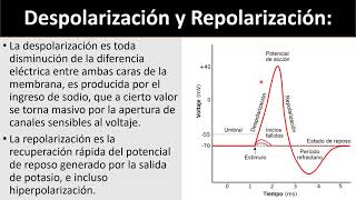 Despolarización repolarización umbral potencial de acción e hiperpolarización [upl. by Noissap]