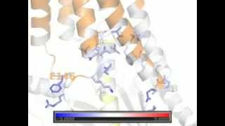 Energetic analysis of Rhodopsin and Gi alpha subunit interface [upl. by Darra]