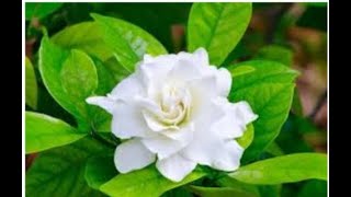 Five tips of GandhrajGardenia plant care and grow [upl. by Andrien]