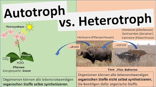 Autotroph vs Heterotroph Ernährungsweisen Biologie [upl. by Sharline490]