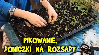 PIKOWANIE najlepsze doniczki do rozsad regał na sadzonki sikorka i truskawki [upl. by Jodee736]