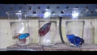 Types of Betta fish Crowntail rosetail and Dumbo ear Betta fish [upl. by Nallid]