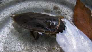 Giant Water Bug  ToeBiter  Alligator Tick  Belostomatidae [upl. by Atihcnoc]