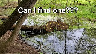 YOU WONT BELIEVE WHAT I FIND Salamander Hunt Spring 2024 WATCH TO THE END TO SEE SOMETHING CRAZY [upl. by Tuesday894]