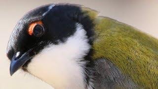 Up close with winsome Whitenaped Honeyeaters – Capertee Valley [upl. by Allehs626]