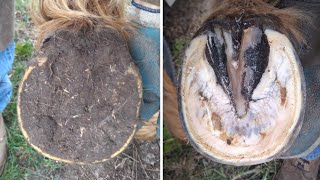 Horse Hoof RESTORATION  Satisfying  HORSE HOOF TRIMMING [upl. by Nospmoht]