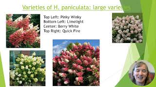 Hydrangea HowTo Panicle Oakleaf amp Climbing [upl. by Yehus2]