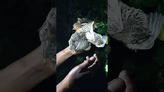 4 streak burung puyuh hebat men [upl. by Nelac402]