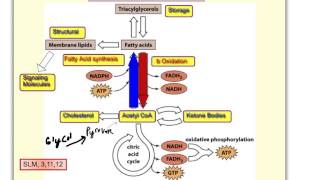 Overview of Lipid Metabolism [upl. by Ayarahs656]