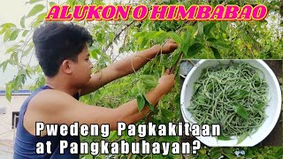 HOW TO HARVEST ALUKONMORCONHIMBABAOBIRCH FLOWER  PWEDENG PANGKABUHAYAN [upl. by Acinorahs132]