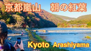 2023年11月21日火 京都嵐山 朝の紅葉🍁 Kyoto Arashiyama autumn leaves morning [upl. by Chris]