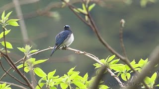 オオルリ 鳴き声 オスのさえずりにメスの影もちらつく 美しい日本の野鳥 4月下旬 [upl. by Towers]