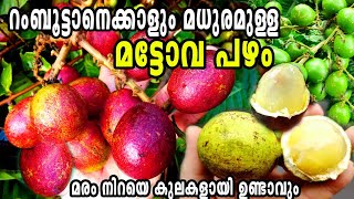 മരം നിറഞ്ഞ്‌ കായ്ക്കുന്ന മട്ടോവ പഴംMatoaMatoa Fruit MalayalamMatoafruitexoticfruitsFruits [upl. by Zingale590]