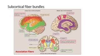 Cerebral Cortex Histology and Anatomy [upl. by Arlon]