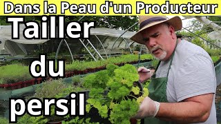 Comment Tailler et Nettoyer le persil [upl. by Forrer]