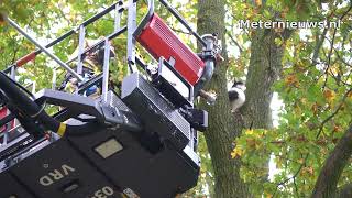 Kat spring uit zes meter hoge boom Brandweer nakijkern [upl. by Amiel]