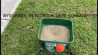 RYEGRASS IN FLORIDA IN SEPT [upl. by Selle]