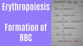 Erythropoiesis process and erythropoiesis location  formation of RBC [upl. by Joleen]