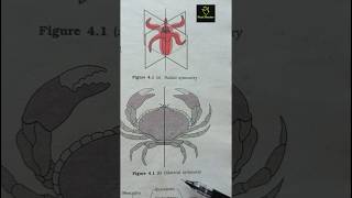 Radial and bilateral symmetry  Animal kingdom ncert imp diagram class 11th ncert biology neet [upl. by Aeli]