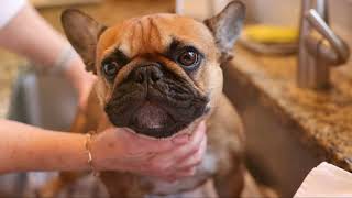 French Bulldog Hygiene Tips FYP [upl. by Andaira531]