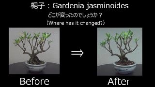 【ミニ盆栽：mini bonsai】梔子1（2020年） Gardenia jasminoides 剪定 How to Bonsai [upl. by Gombach548]