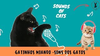 Gato Miando  Som de Gatos Miando [upl. by Aytak]