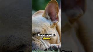 Why Dogs Snore like People [upl. by Lisab]