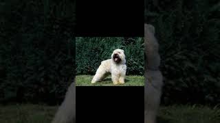 BOUVIER DES FLANDRES DOG  dogbreed  THE LOYAL AND BRAVE PROTECTOR [upl. by Chaker]