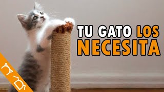 10 Accesorios IMPRESCINDIBLES Para GATOS [upl. by Noyek]