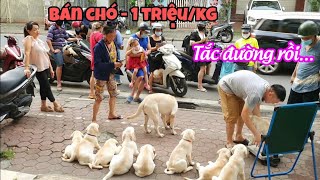 Thằng Nô bán chó dạo gây náo loạn đường phố  Rớt nước mắt khi phải tạm biệt Mít béo [upl. by Halsy]