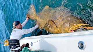 MASSIVE 500lb Goliath Grouper [upl. by Kai948]