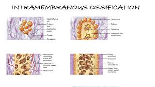 HOW BONES ARE MADE  INTRAMEMBRANOUS AND ENDOCHONDRAL OSSIFICATION [upl. by Horton]