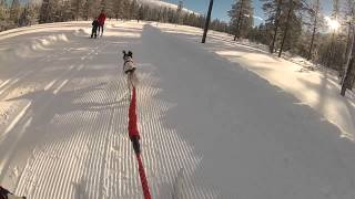 Nikki goes skijoring [upl. by Kopaz]