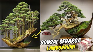 Ada Yang Harganya Rp 13 Miliar  Inilah 5 Pohon Bonsai Termahal di Dunia dengan Bentuk yang Unik [upl. by Sipple685]