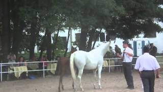 Papusza by Ararat and Paparia by Kahil al Shaqab  Janow Podlaski [upl. by Gavan]