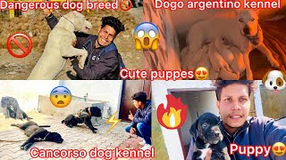 Dangerous Dog Breed Cancorso Or Dogo Argentino Kennel Par Gye New Puppy Ki Talash😍 Full Vlog [upl. by Atinrev]