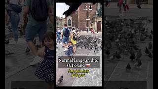 Normal lang yan dito 🇵🇱  filipinapolish birds animal staffy krakowpoland polska holiday [upl. by Ahtiuqal]