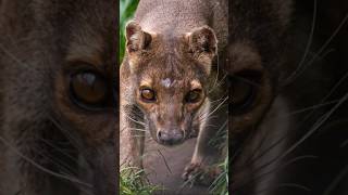 The Fossa A Vanishing Apex Predator 🦤🦣 shorts criticallyendangered endangered endangeredspecies [upl. by Sedrul]