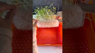 APELAGI NIHHH 😳 plant seed bubblewrap experiment [upl. by Darton80]