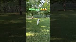 Old English sheepdog enjoys his run oldenglishsheepdog cute dog [upl. by Sinnel]