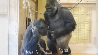 Excited Silverback Gorilla Asks A Female To Mate ❤️  Shabani amp Ai [upl. by Belshin]