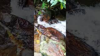 MalakkaparaKerala waterfallnagaprabu shortsvideo shortsyoutube shortsfeednature shortfeed [upl. by Almena286]