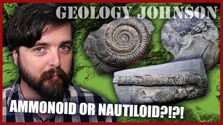 What are Ammonites and Nautiloids A geologist explains [upl. by Llerahs894]