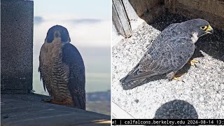 Cal Falcons At Molting Time Annie amp Archie are Expert Perch Potatoes🦥2024 Aug 14 [upl. by Darn33]